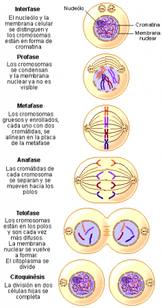 ¿Sabias que todas las células?